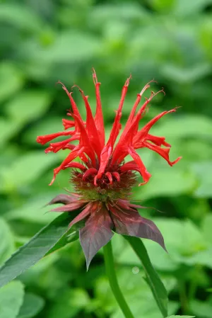 Monarda didyma Jacob Cline #1